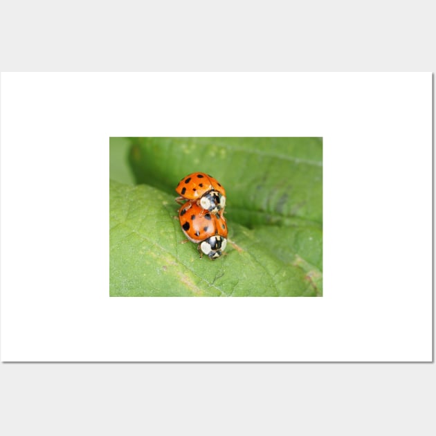 Harmonia axyridis - Asian ladybeetle - mating on a leaf Wall Art by SDym Photography